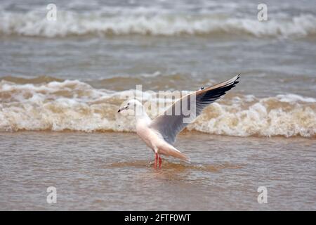 Gabbiano snello-rovesciato sul mare Foto Stock