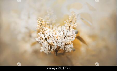 Delicati e profumati fiori bianchi lilla fioriscono su una luminosa e nebbiosa mattina di primavera a maggio. Natura. Foto Stock