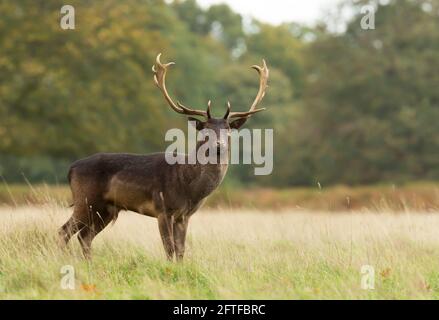 Primo piano di uno stag di cervo fieno in piedi in un campo di erba, Regno Unito. Foto Stock