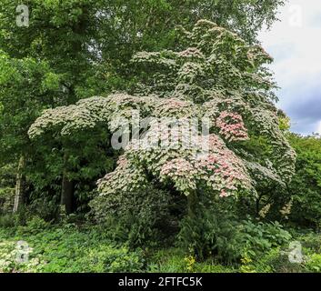 Dogwood cinese bianco (Cornus kousa chinensis) in piena fioritura, Bressingham Gardens, Bressingham, Diss, Norfolk, Inghilterra, Regno Unito Foto Stock