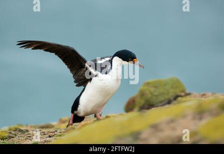 Primo piano di uno shag imperiale (albicite di Leucocarbo) su un'area costiera rocciosa delle Isole Falkland. Foto Stock