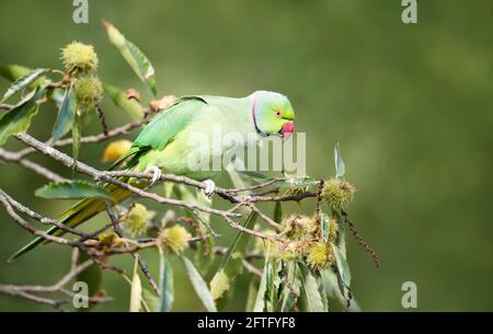 Primo piano di un Parakeet con collo ad anello arroccato in un dolce castagno, Regno Unito. Foto Stock