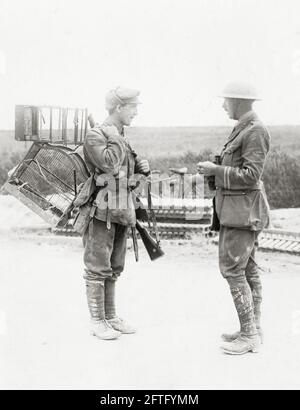 Prima guerra mondiale, prima guerra mondiale, fronte occidentale - Soldier trova gabbie di uccelli nelle rovine di Ovillers-la-Boisselle, Somme Department, Hauts-de-France, Francia Foto Stock