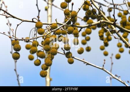 Platanus orientalis, Old World Sycamore, Oriental Plane Foto Stock