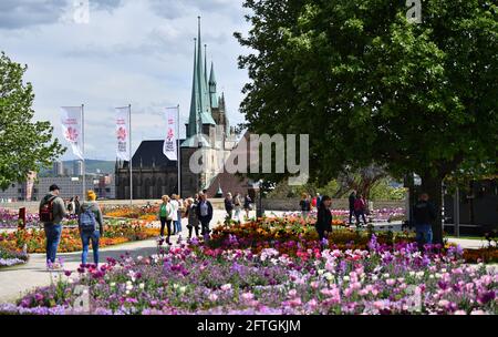 Erfurt, Germania. 21 Maggio 2021. I visitatori si trovano a pochi passi dalla cattedrale di Santa Maria e dalla chiesa di San Severus, di fronte al Federal Garden Show di Petersberg. A Erfurt, la cifra di sette giorni per le nuove infezioni da Corona ogni 100,000 abitanti è ora stabilmente inferiore a 100, motivo per cui è ancora una volta possibile visitare i giardini della birra o le terrazze all'aperto dei ristoranti qui. Allo stesso tempo, l'industria del turismo sta notando ancora una volta la domanda di brevi pause in città. Credit: Martin Schutt/dpa-Zentralbild/dpa/Alamy Live News Foto Stock