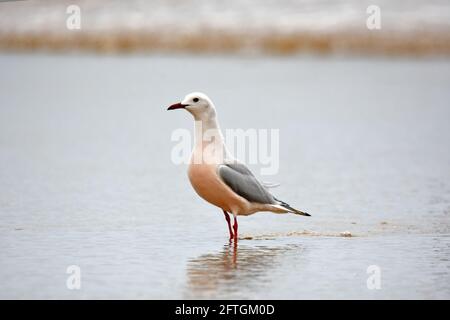 Gabbiano snello-rovesciato sul mare Foto Stock