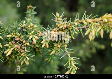 Juniperus communis, il ginepro comune in primo piano Foto Stock