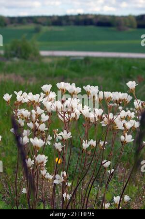 Fiori di sassifrage di prato bianco in maj Foto Stock