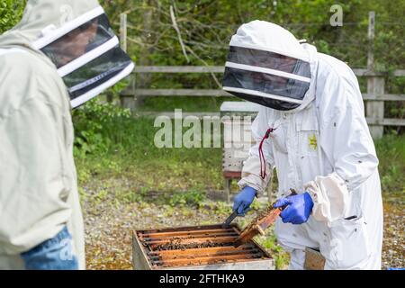 Due apicoltori che aprono un alveare per un'ispezione, ispezione delle api, alveare delle api, apicoltori in tute Foto Stock