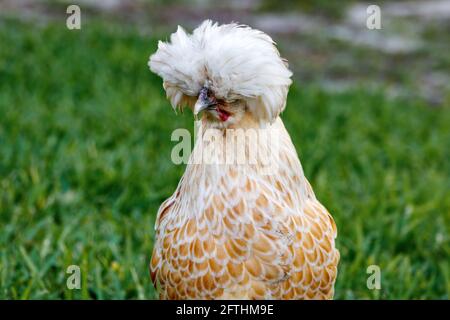 Buff Silkie Bantam pollo gallina in una fattoria cortile in Loxahatchee Florida a Palm Beach vicino Miami - Dade, Broward, Fort Lauderdale e le Everglades. Foto Stock