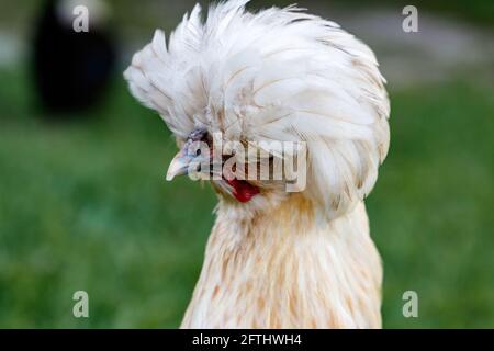 Buff Silkie Bantam pollo gallina in una fattoria cortile in Loxahatchee Florida a Palm Beach vicino Miami - Dade, Broward, Fort Lauderdale e le Everglades. Foto Stock