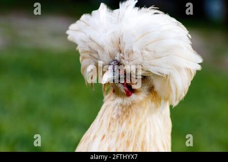 Buff Silkie Bantam pollo gallina in una fattoria cortile in Loxahatchee Florida a Palm Beach vicino Miami - Dade, Broward, Fort Lauderdale e le Everglades. Foto Stock