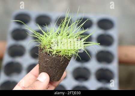 Pianta piccola prelevata fuori dal vassoio di semina tenuto in mano. Sfondo del vassoio di germinazione Foto Stock