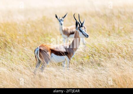 Coppia di impala nero in savana africana Foto Stock
