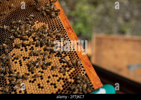 Apicoltore che detiene il telaio della covata, cattura dell'ape regina, funzioni di apicoltura, ispezione delle api, Imker mit Bienen, pettine per api, pettine per cera con api sul telaio Foto Stock