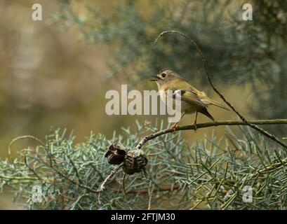 Goldcrest, Regulus regulus, singolo adulto che canta dal ramo in conifer tree, Worcestershire, Regno Unito Foto Stock