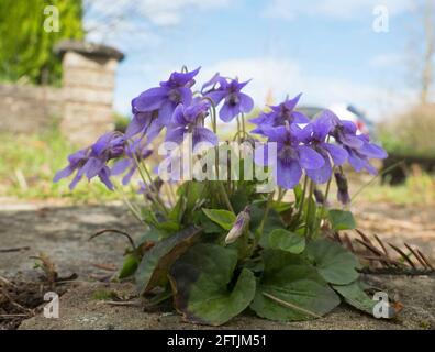 Dolci violetti, Viola odorata, che cresce in giardino in primavera, Worcestershire, Regno Unito. Foto Stock