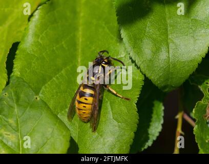 Comune Wasp, Vespula vulgaris, singolo adulto che riposa sulla foglia, Worcestershire, UK. Foto Stock