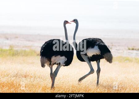 Coppia di struzzo in piedi su erba secca gialla dell'Africano savannah Foto Stock