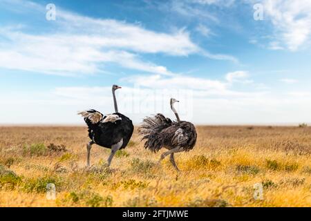 Coppia di struzzo che corre su erba secca gialla dell'Africano savannah Foto Stock