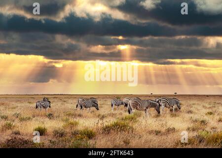 Zebra delle pianure africane sulla savana bruna secca Foto Stock