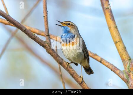 Un blu-gola bird Luscinia svecica cyanecula cantando per attirare una femmina durante la stagione riproduttiva in primavera Foto Stock