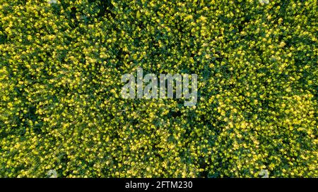 fiori di colza giallo brillante in fiore Foto Stock
