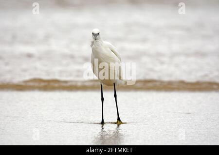 Una piccola egretta in piedi sulla spiaggia sabbiosa, Foto Stock