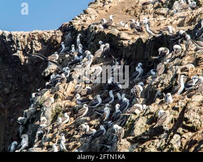 Abbondanza di booby peruviano (Sula variegata) nelle Isole Ballestas nel parco nazionale Paracas, Perù. Foto Stock