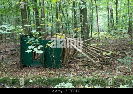 sedile alto distrutto in una foresta decidua Foto Stock