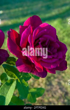 Rosa magenta su pianta con fondo sfocato. Splendidi petali di rosa luminosi su questo roseto nel giardino sono i morbidi petali arricciati. Foto Stock