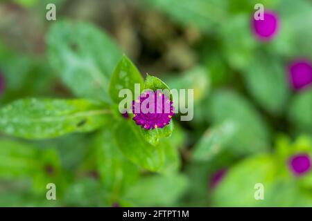 Comune globo amaranto puri e fiori viola scuro e rosa sul giardino Foto Stock