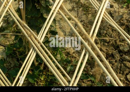 Decorazione con mensola bastoni di iuta da 2 piedi sopra il macinato e quello fatto per coltivazione di ortaggi di gourd appuntiti Foto Stock