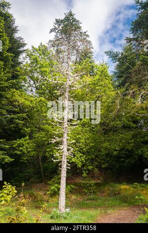Un'estate, 3 riprese HDR immagine di alcuni degli alberi nel bosco conosciuto come Flowerdale Arboretum, Gairloch, Wester Ross, Scozia. 24 maggio 2014 Foto Stock