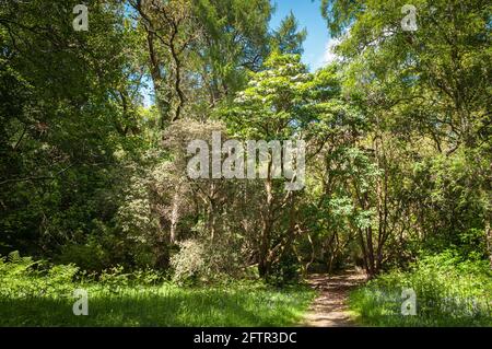 Un'estate, 3 riprese HDR immagine di alcuni degli alberi nel bosco conosciuto come Flowerdale Arboretum, Gairloch, Wester Ross, Scozia. 24 maggio 2014 Foto Stock