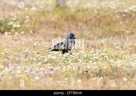 Western jackdaw, Coloeus monidula, nella zona naturale di Donana, Huelva, Spagna Foto Stock