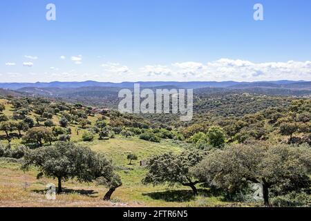 Vista di una dehesa comune in Spagna, con alcuni lecci, querce da sughero Foto Stock