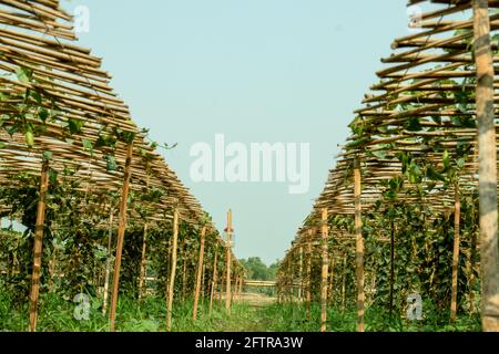 Coltivazione di gourd appuntito con bastoni di iuta ripiano da 2 piedi sopra il suolo Foto Stock