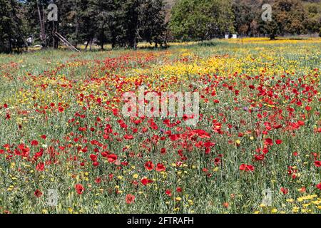 Un campo di Papaver rhoeas, nomi comuni sono papavero comune o ​corn, rosa di mais, papavero campo, papavero Fiandre, e papavero rosso. Mettere a fuoco l'argomento più vicino Foto Stock