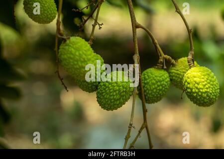 I frutti di litchi verdi puri e crudi sono appesi sulla cima Foto Stock