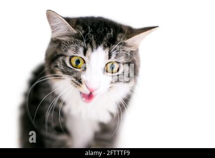 Un tabby largo occhio shorthair gatto meowing Foto Stock