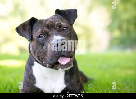 Un brindle e bianco Staffordshire Bull Terrier razza mista cane ascolto con inclinazione della testa Foto Stock