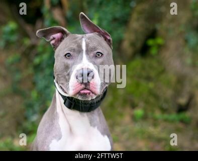 Un cane di razza mista Pit Bull Terrier grigio e bianco con orecchie floppy Foto Stock