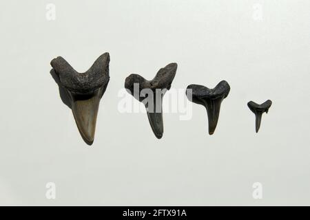 una fila di quattro diversi denti di squalo su uno sfondo bianco che si trova sulla costa olandese a cadzand Foto Stock