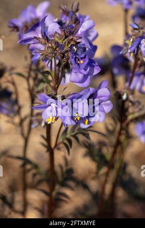 Polemonio Yezeense var Hidakanum – Bressingham fioritura viola, primo piano ritratto di piante naturali Foto Stock