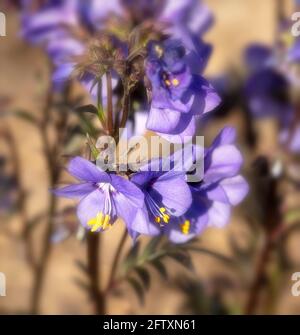 Polemonio Yezeense var Hidakanum – Bressingham fioritura viola, primo piano ritratto di piante naturali Foto Stock