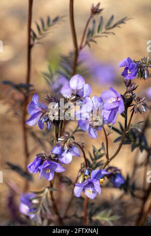 Polemonio Yezeense var Hidakanum – Bressingham fioritura viola, primo piano ritratto di piante naturali Foto Stock