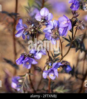 Polemonio Yezeense var Hidakanum – Bressingham fioritura viola, primo piano ritratto di piante naturali Foto Stock