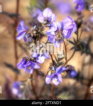 Polemonio Yezeense var Hidakanum – Bressingham fioritura viola, primo piano ritratto di piante naturali Foto Stock