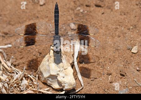 Northern Banded Grounding Foto Stock